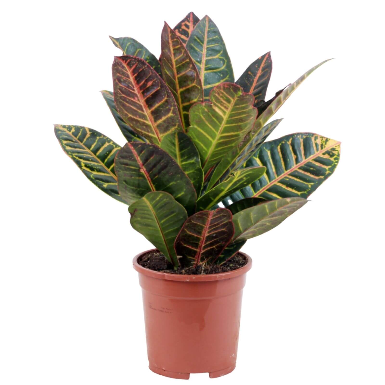 planta de interior e exterior resistente croton petra com formato de arbusto folhas em tons de verde, amarelo, laranja ou vermelho em vaso